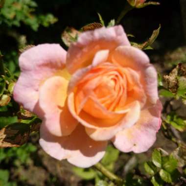 Claire's garden