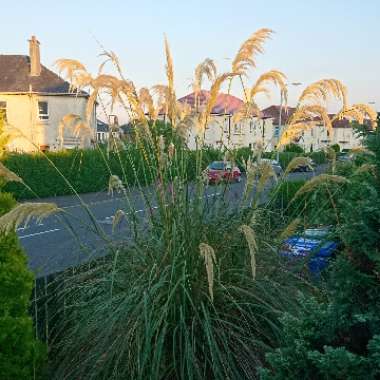Claire's garden