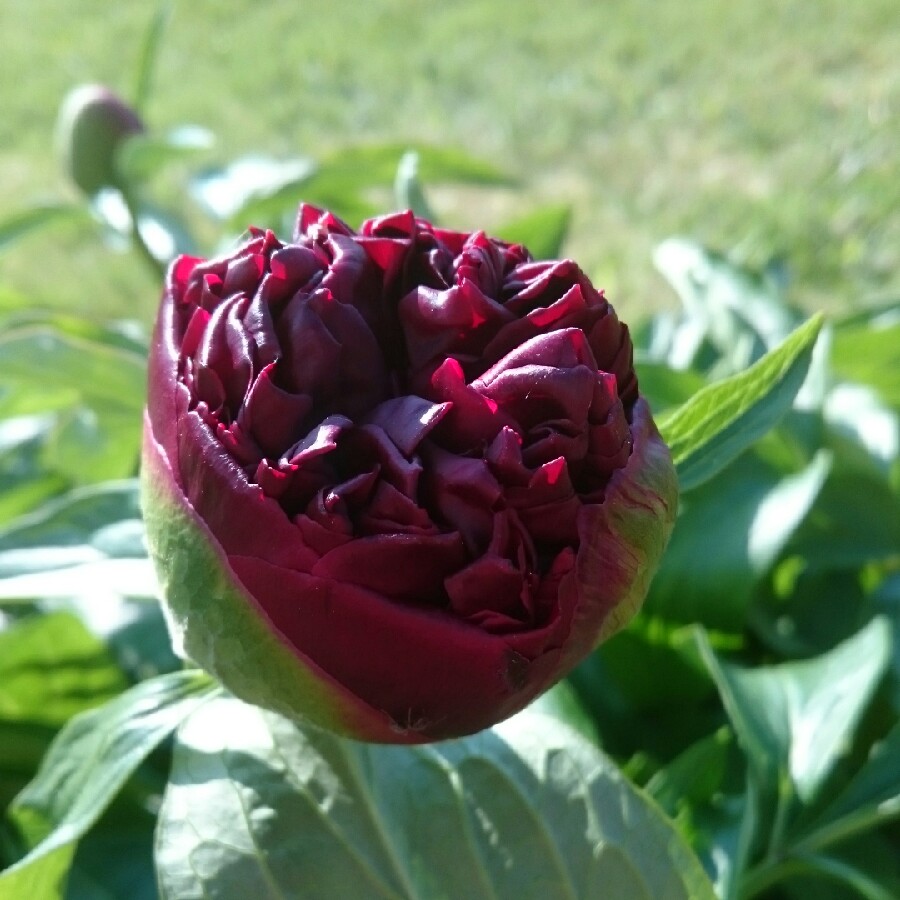 Plant image Paeonia lactiflora 'Angel Cheeks'