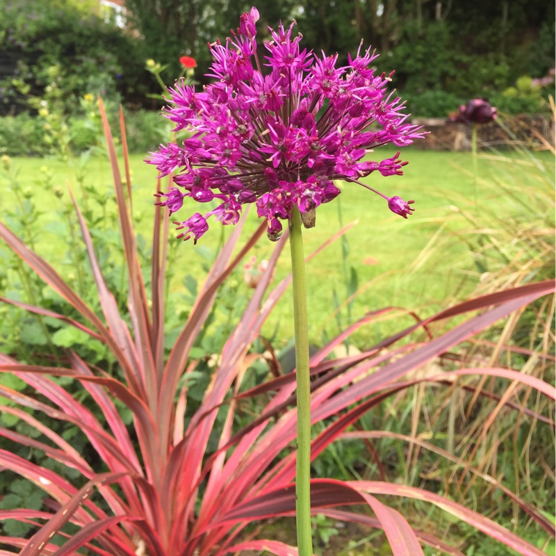 plant image 82520