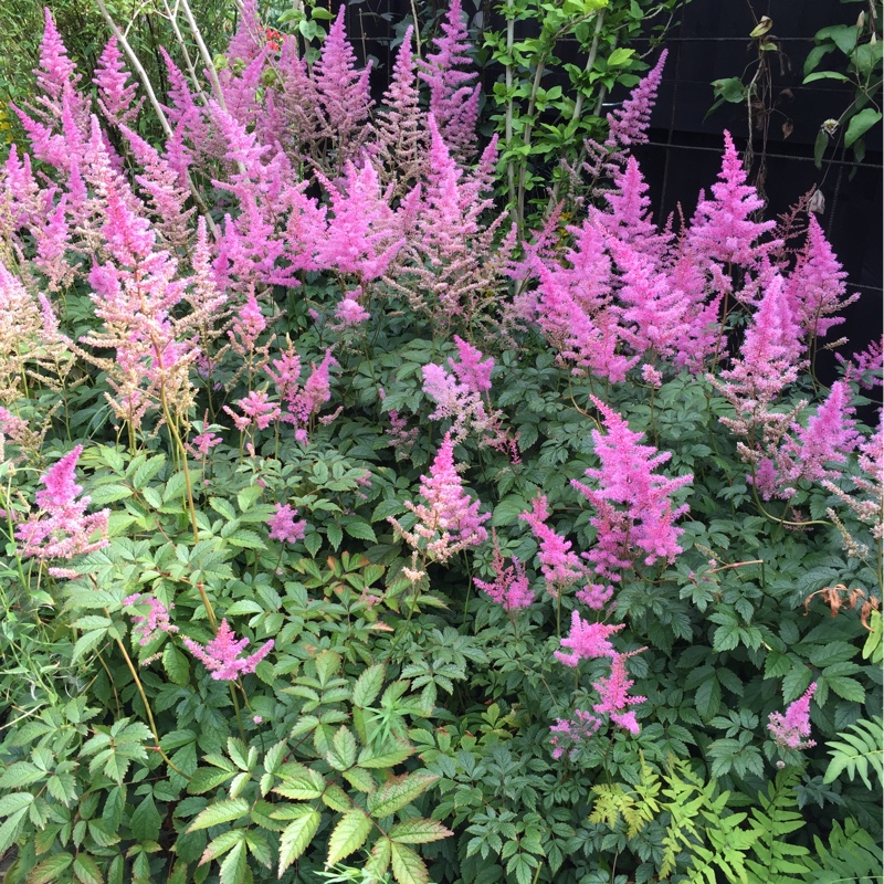Plant image Astilbe japonica 'Elisabeth van Veen'