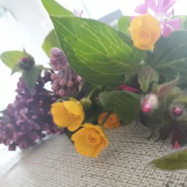 Ranunculus repens