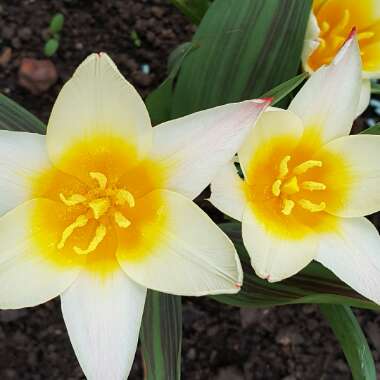 Tulip 'Ancilla' (Kaufmanniana)