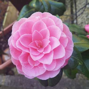 Camellia 'E G Waterhouse'