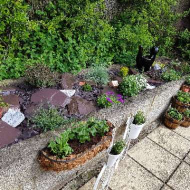 Claire's garden