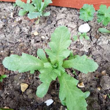 Claire's garden