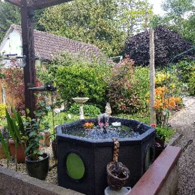 Claire's garden