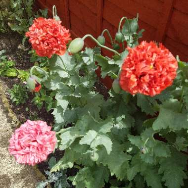 Opium Poppy 'Double Scarlet'