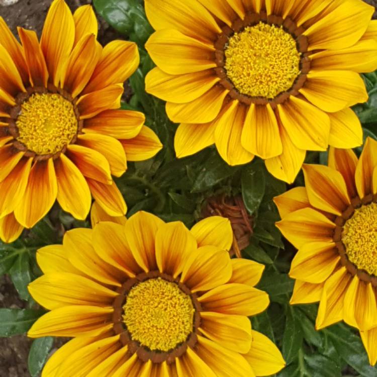 Plant image Gazania 'Daybreak Red Striped'
