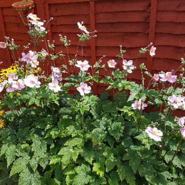 Japanese Anemone 'September Charm'
