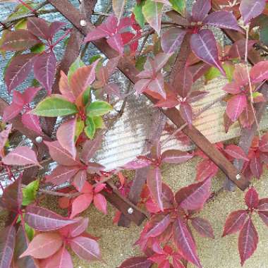 Chinese Virginia creeper