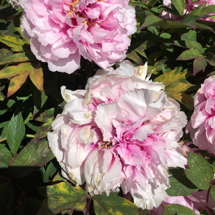 Plant image Paeonia x festiva 'Rosea Plena' syn. Paeonia officinalis 'Rosea Plena', Paeonia 'Old Double Rose'