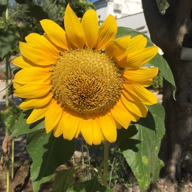 Helianthus Annuus 'Sunspot'