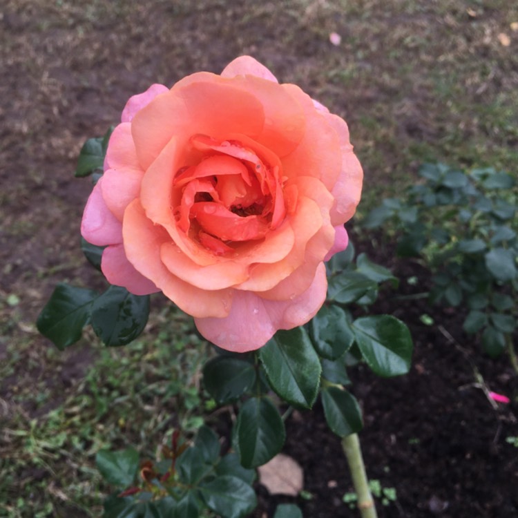 Plant image Rosa 'Jubilee Celebration'