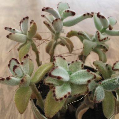 Kalanchoe tomentosa