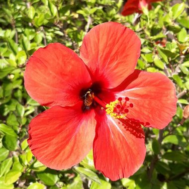 Hibiscus 'Walberton's Rose Moon'