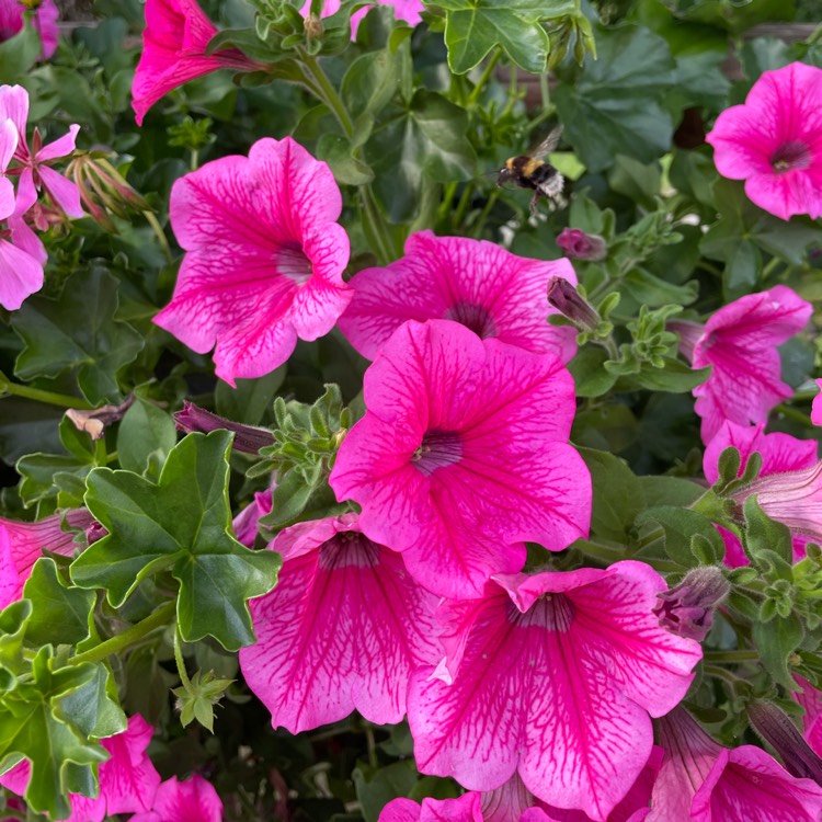 plant image 1521787