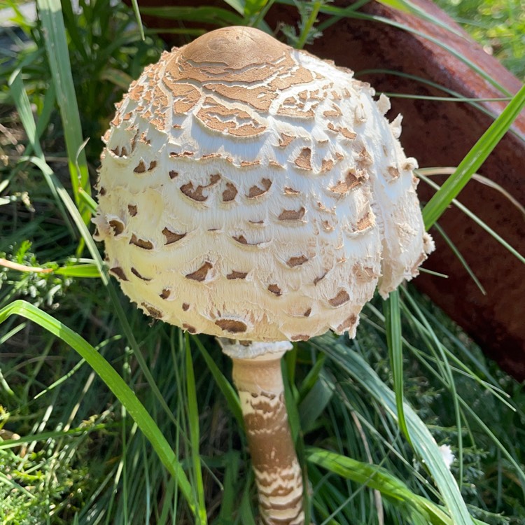 plant image 1524835