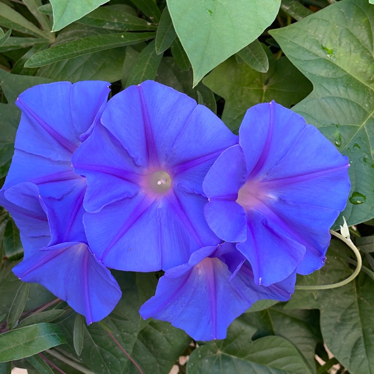 plant image 1526659