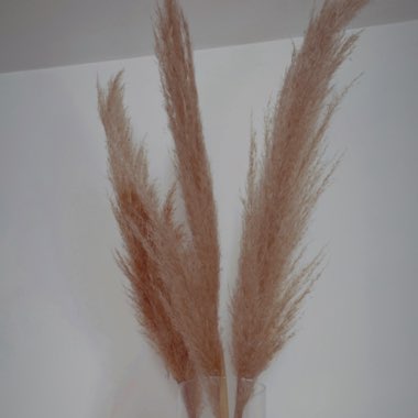Cortaderia selloana