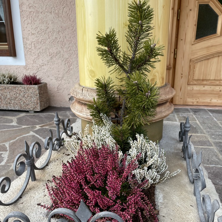 plant image 1553673