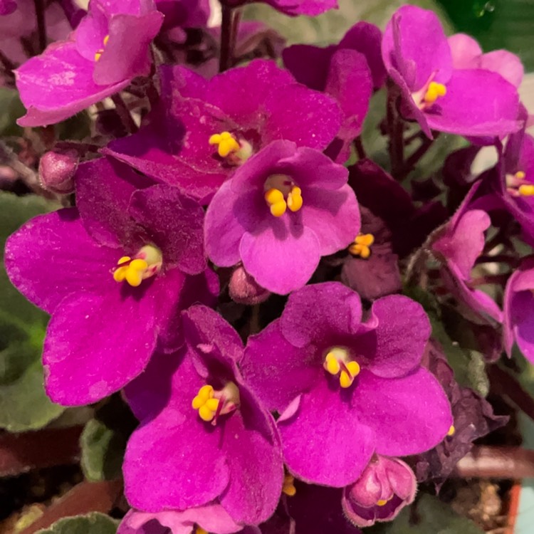 plant image 1635793