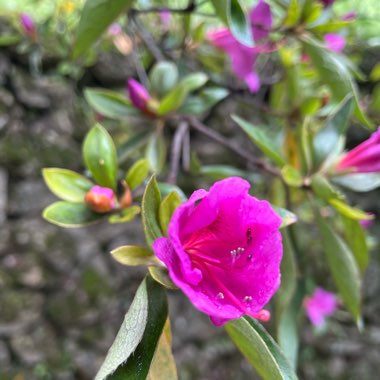 claire’s's garden