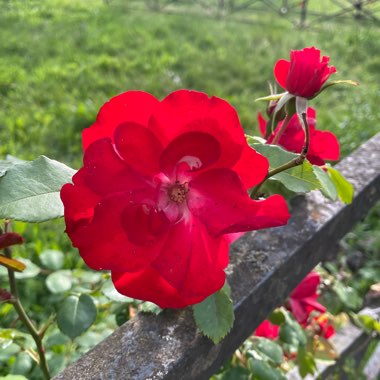 claire’s's garden