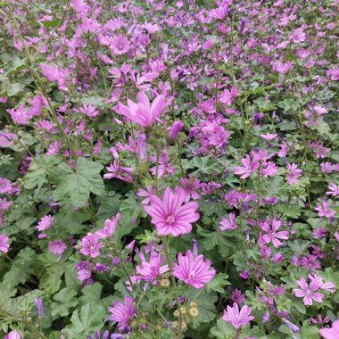 claire’s's garden