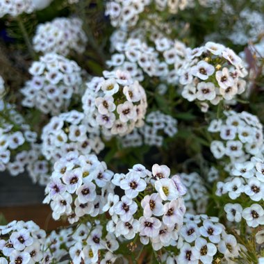 Lobularia maritima  syn. Alyssum maritimum