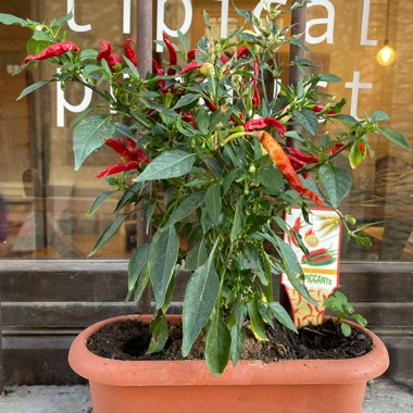 Chilli Pepper 'Hot Red Cherry'