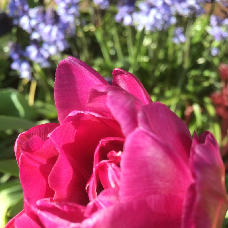 Plant image Tulipa 'Sweet Desire'