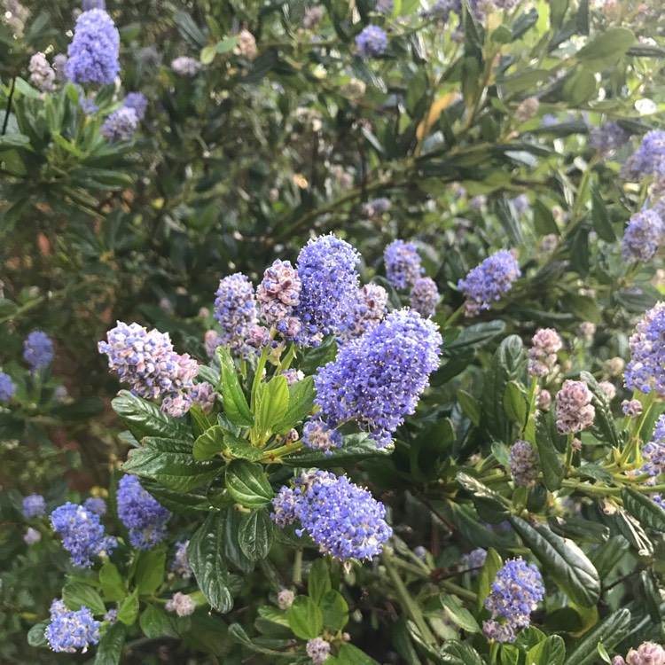 plant image 1342001
