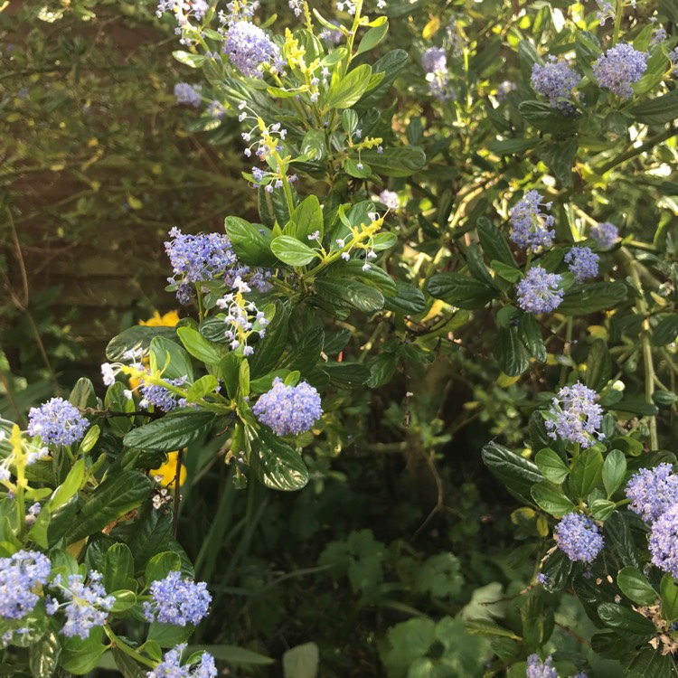 plant image 1342016