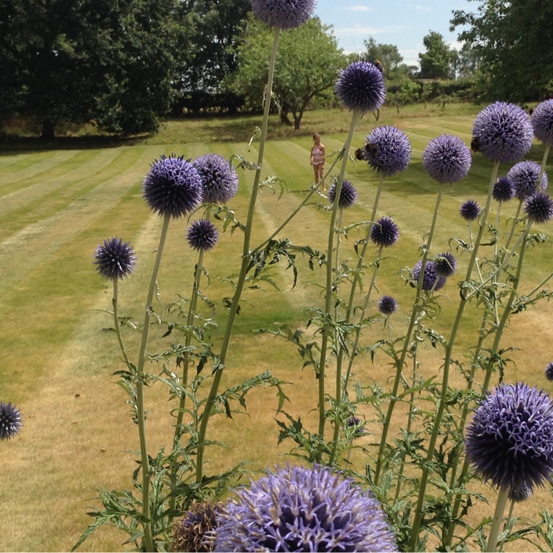 Claire's garden