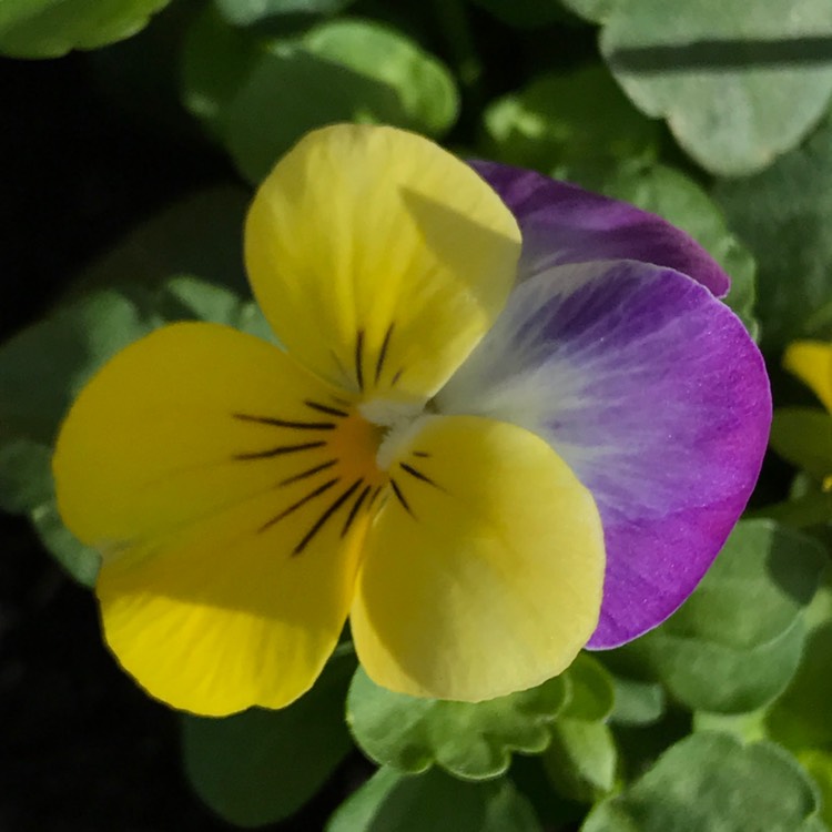 plant image 386503