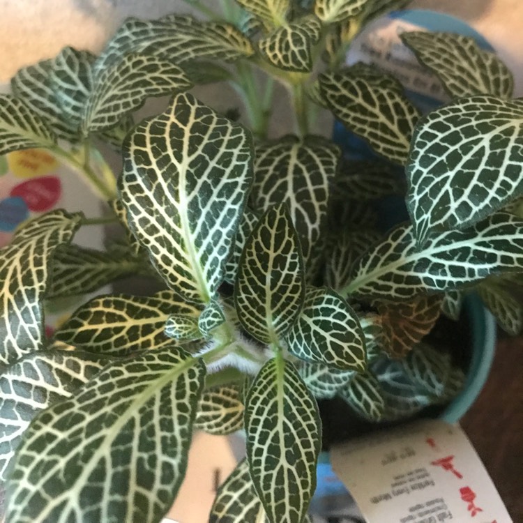 Plant image Fittonia argyroneura 'White Anne'