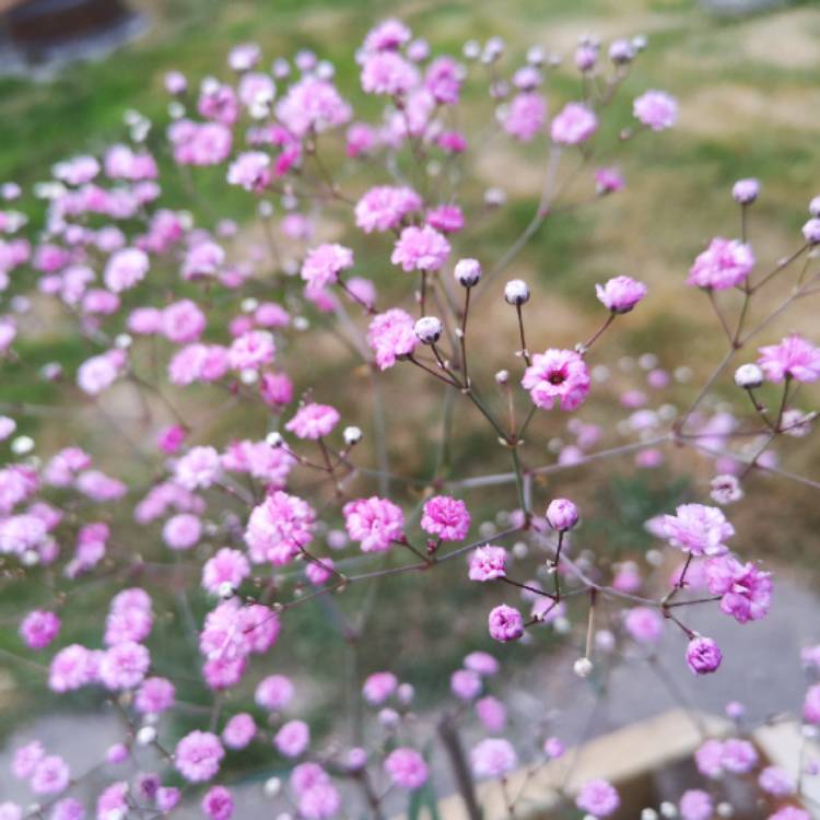 Plant image Gypsophila Paniculata 'Festival Pink'