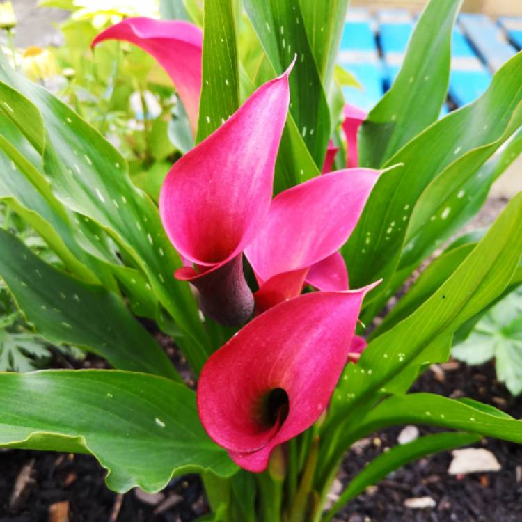Plant image Zantedeschia 'Pink Jewel'