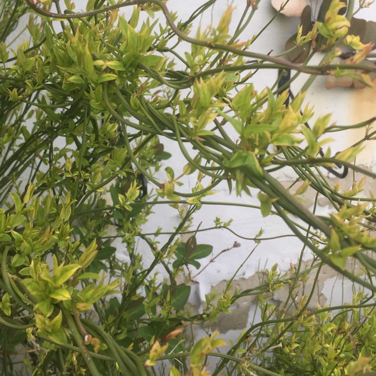 Plant image Jasminum Officinale 'Fiona Sunrise'