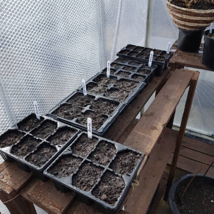 plant image 634849