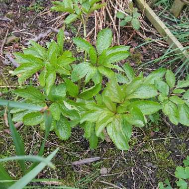 Paeonia