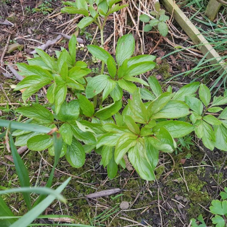 plant image 677911