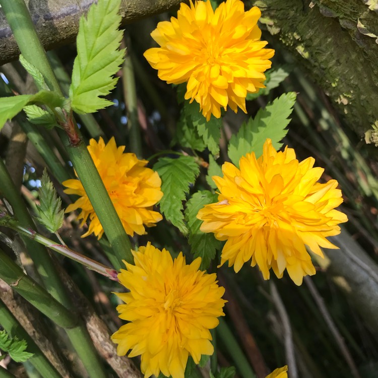 plant image 1001162