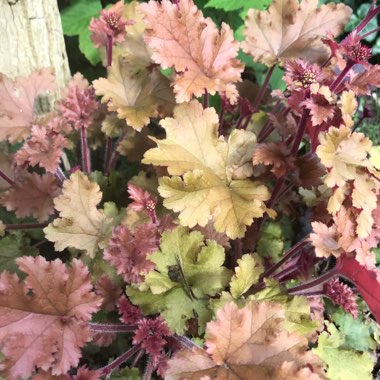 Heuchera 'Marmalade'