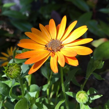 Osteospermum