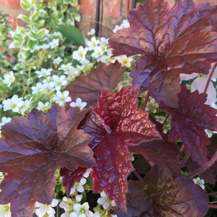 Plant image Heuchera villosa 'Palace Purple' syn. Heuchera sanguinea 'Palance Purple', Heuchera micrantha 'Palace Purple'