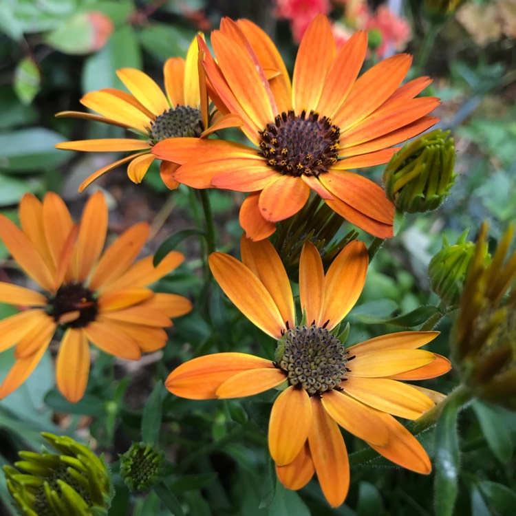 plant image 1063217