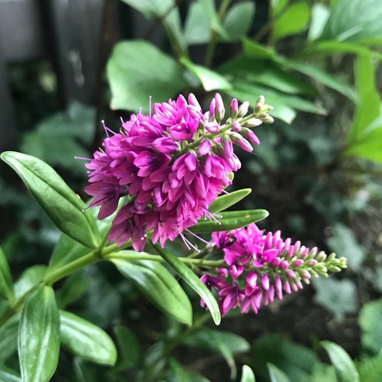 Plant image Hebe