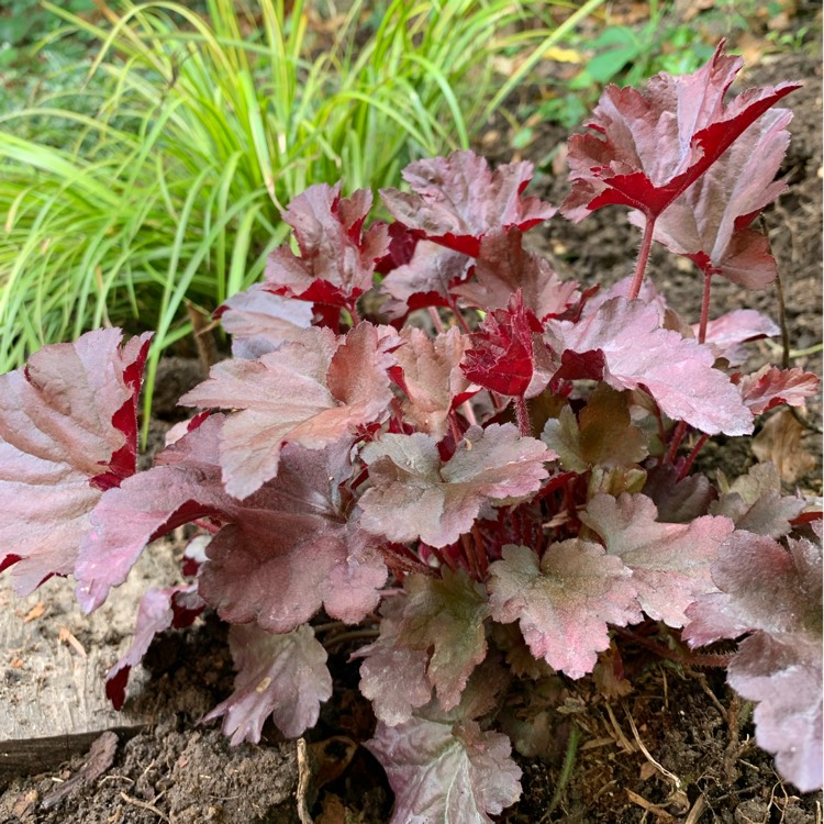 Plant image Heuchera 'Plum Pudding'